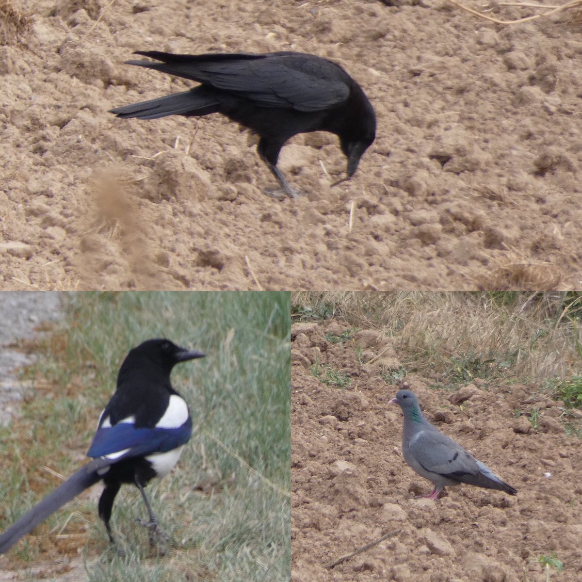 jmpicasprat's tweet photo. #ocells d’avui #cornella #garça #tudó #pardalroquer #abellerol #gafarró #casserres #berguedà @birdcatalunya https://t.co/hxmYwbdPxi