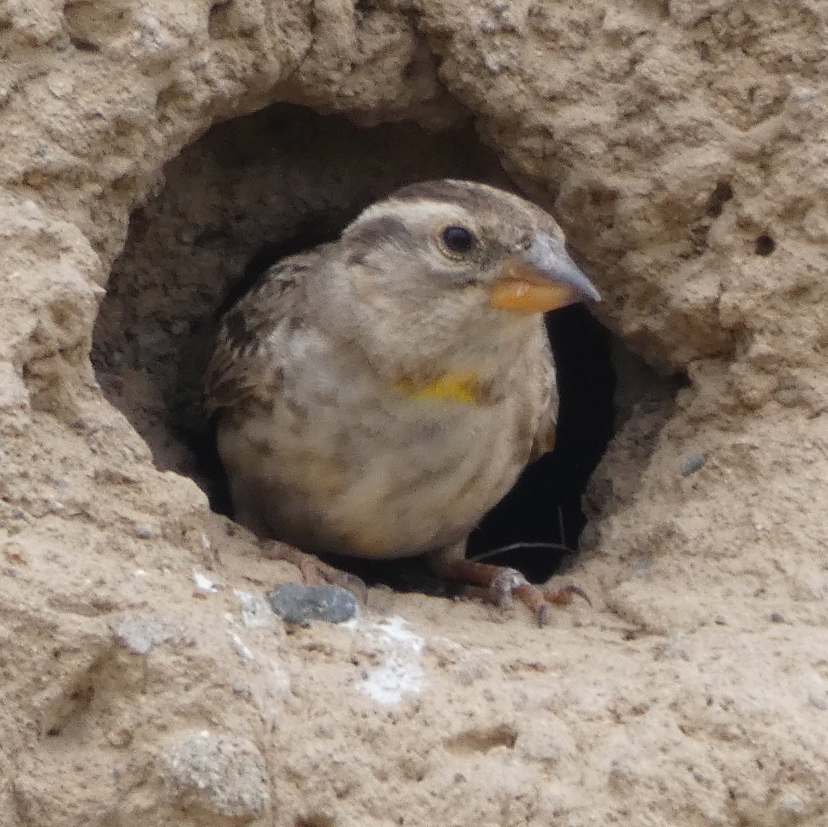 jmpicasprat's tweet photo. #ocells d’avui #cornella #garça #tudó #pardalroquer #abellerol #gafarró #casserres #berguedà @birdcatalunya https://t.co/hxmYwbdPxi