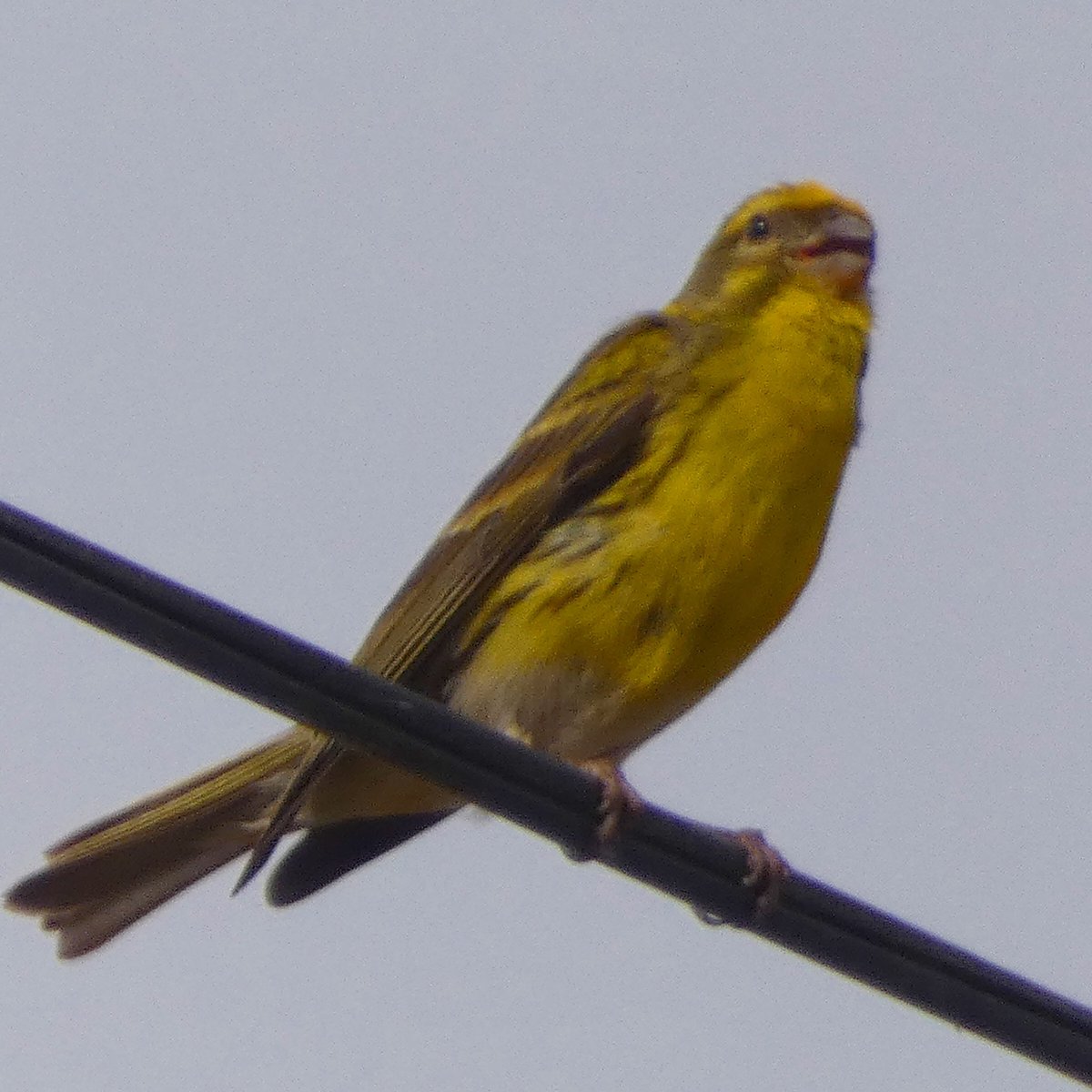 jmpicasprat's tweet photo. #ocells d’avui #cornella #garça #tudó #pardalroquer #abellerol #gafarró #casserres #berguedà @birdcatalunya https://t.co/hxmYwbdPxi