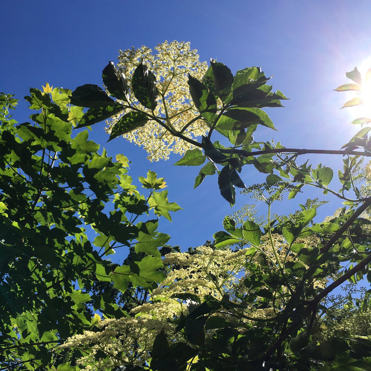 bymeeni's tweet image. I enjoyed the elderflowers and sunshine while doing the last of my 36000 steps for @BearwoodAction @36000Humans #WeCanGetActive #RefugeeWeek2021 challenge.
#WeCannotWalkAlone