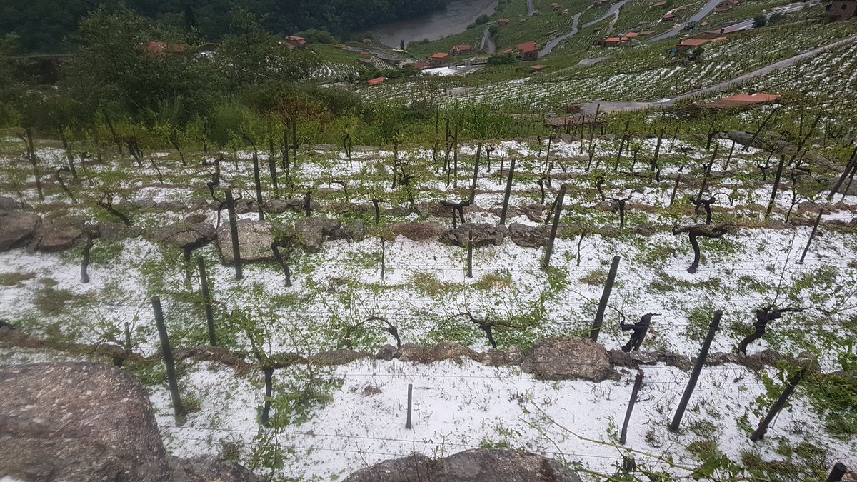 Dáse por perdida o 100% da colleita deste ano na zona de San Fiz #Belesar. "En apenas 4 minutos perdeuse o traballo de todo o ano. Dan gañas de chorar", explica un viticultor da zona vendos os estragos causados polo pedrazo nas viñas da zona. 
facebook.com/ondaceromonfor…