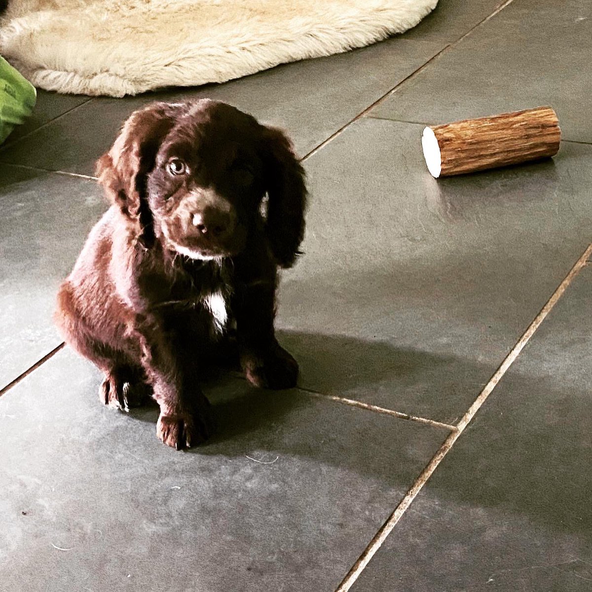 New member of the family!! Chocolate cocker spaniel Ozzy 😍 keeping me busy 😃 #ozzy #dog #dogs #puppy #doggo #cockerspaniel #chocolate #live #love #laugh #best #life #music #producer #artist #singersongwriter #musician #dj #housemusic #melodichouse #london #ny #la #surrey