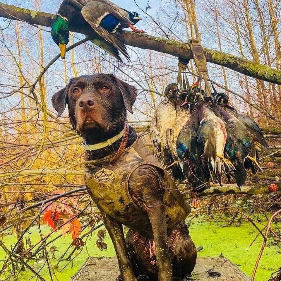 Living his best life 🐶 #bfabulous @banfieldpethospital