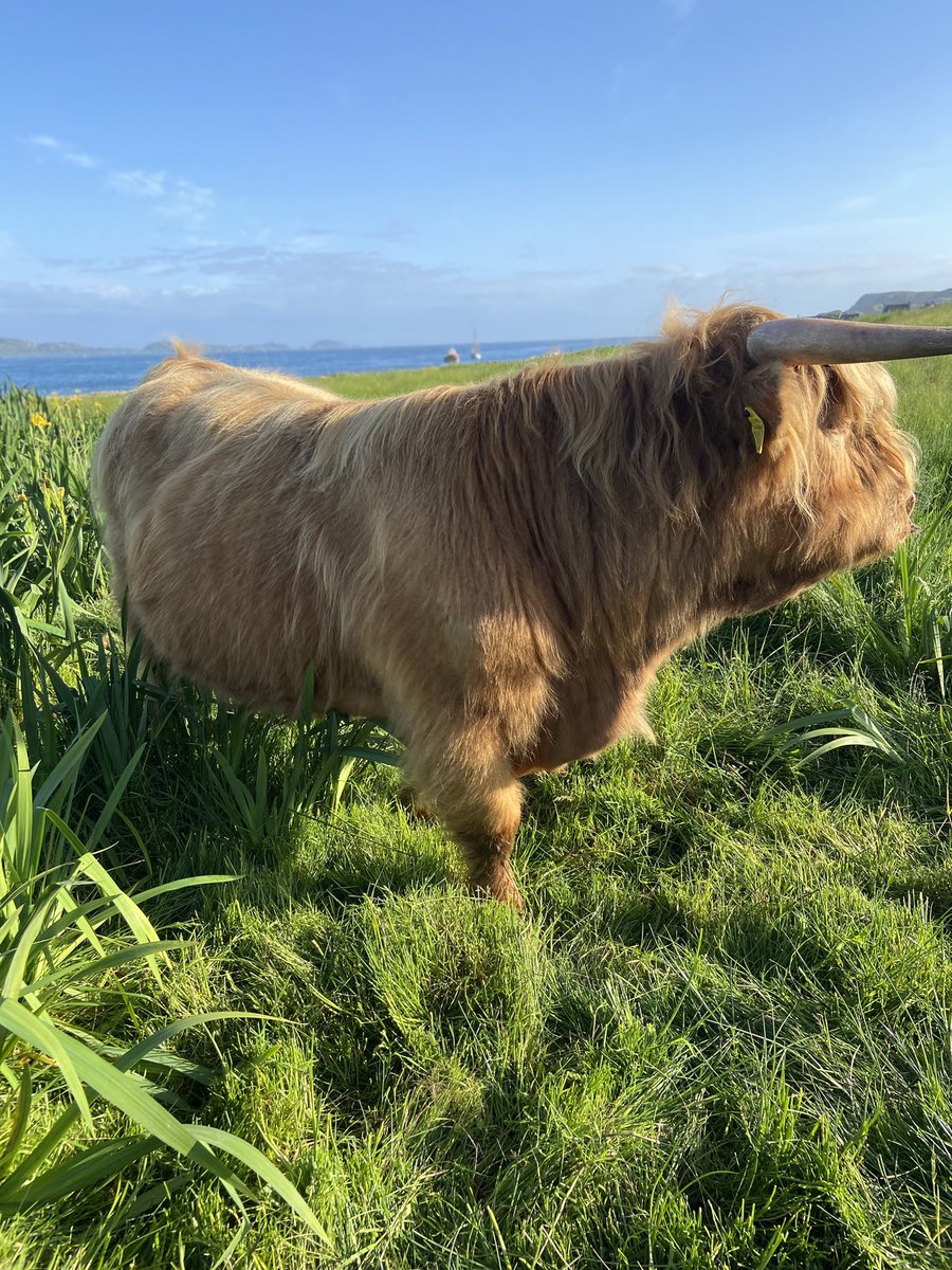 maolfold's tweet photo. Back home on #therock #isleofiona #charlie2 enjoying evening sunshine. #highlandbull #highlandcattle https://t.co/TjT9CHqsL1