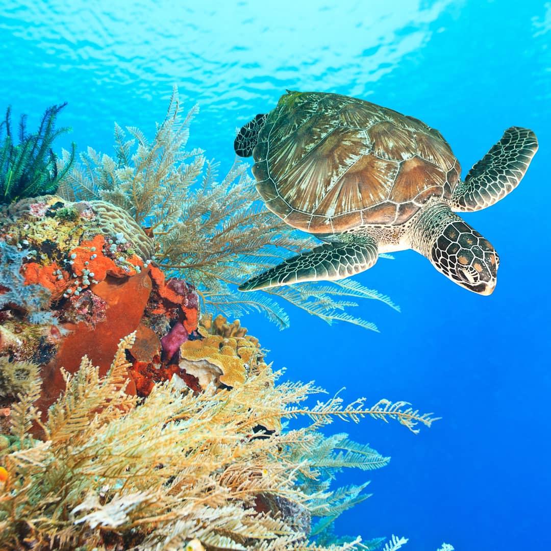 #NEOM's rich coast and offshore islands offer a home to the globally threatened Sea Turtles species such as the Hawksbill turtle. On #WorldSeaTurtleDay, we would like to shed a light on the importance of sea turtles towards marine life.🐢

#DiscoverNEOM