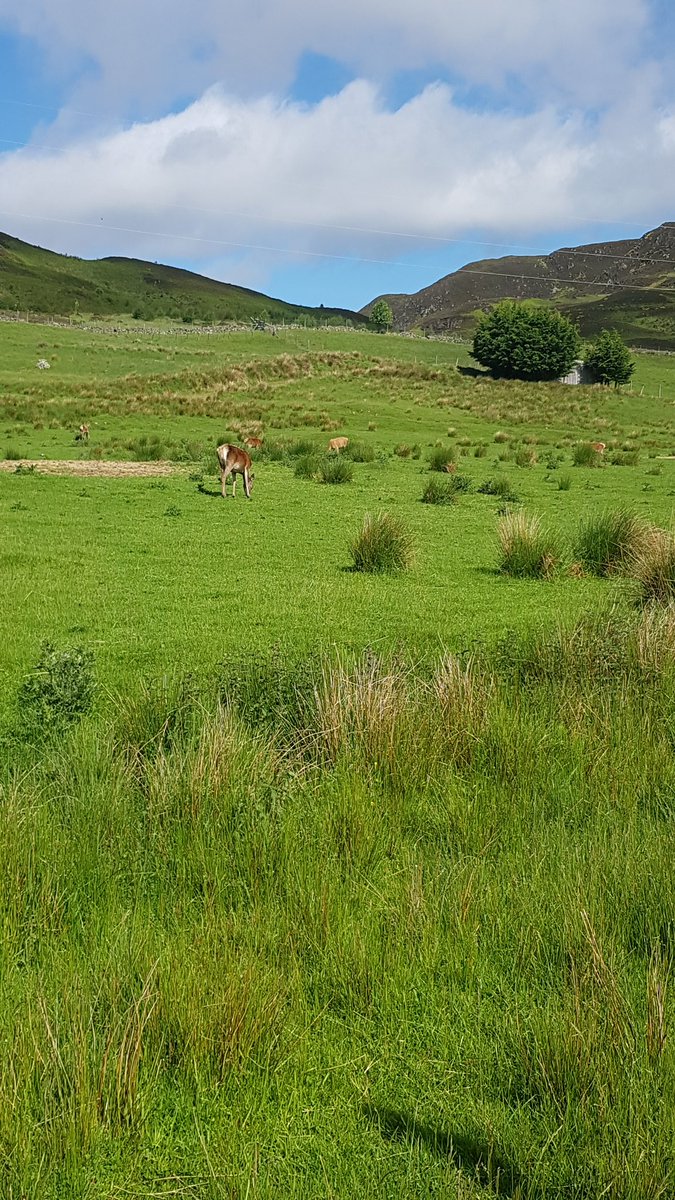 My new pals 🦌 Cracking view outside my tent 🏕 #glengoulandie #glengoulandiecamping #camping #scotland #deer