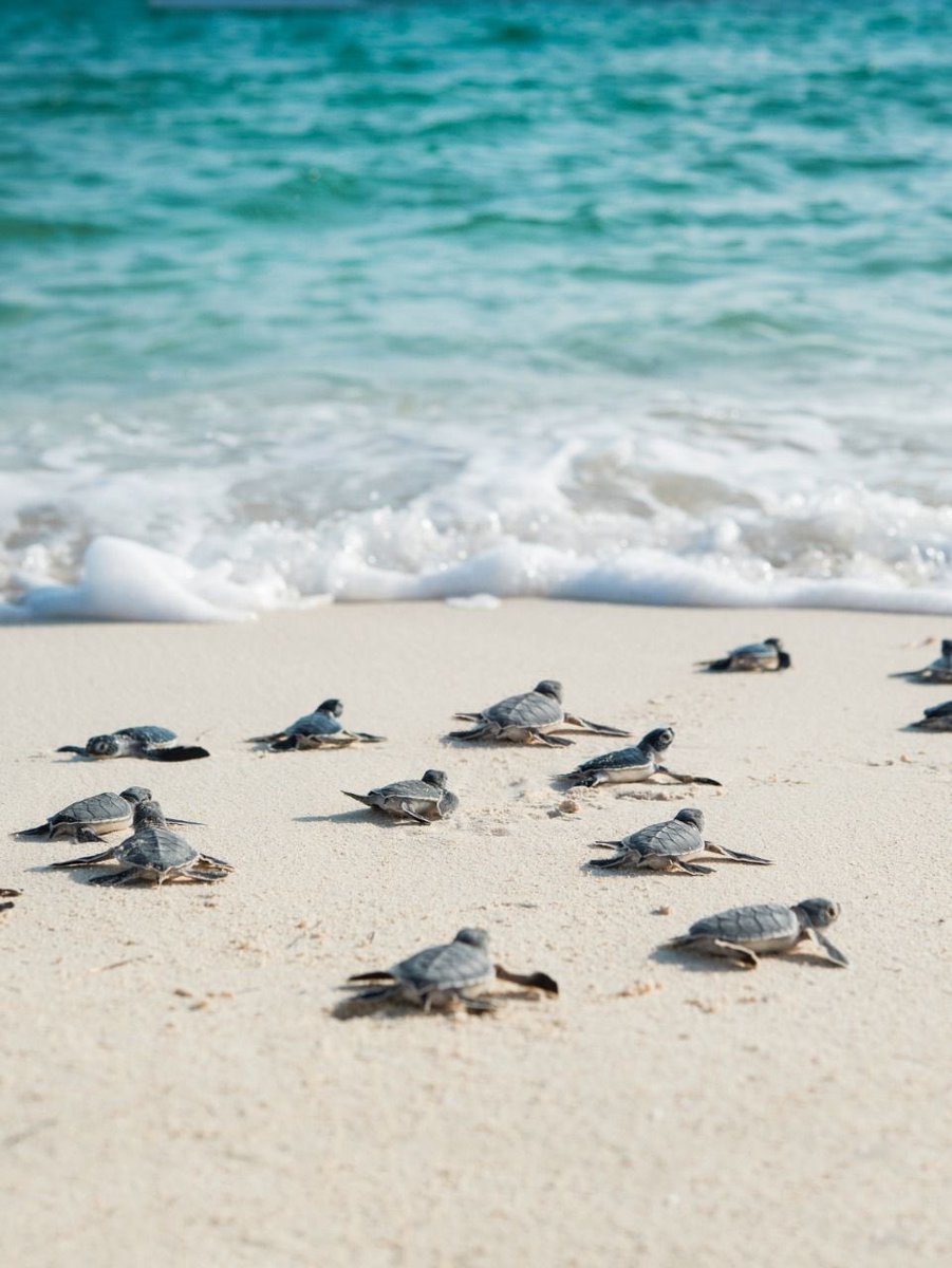SECTUR_mx's tweet photo. 🇲🇽 #SabíasQue México es santuario de las #TortugasMarinas y 6 de las 7 especies conocidas anidan en nuestras playas.

🐢 Hoy que se conmemora el #DíaMundialDeLasTortugasMarinas hagamos conciencia sobre la importancia de proteger a estos maravillosos seres. https://t.co/oCdQbIhGid