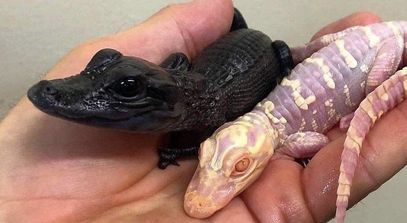 GatorsDaily's tweet photo. Got him a little goth gf https://t.co/0Al8R1LTxv