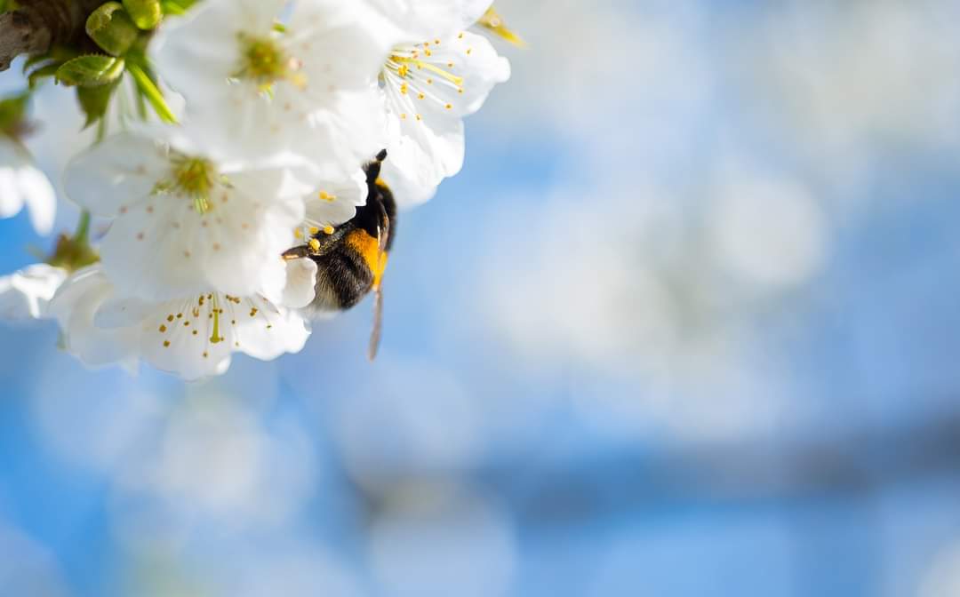 postcircle's tweet photo. I love bumblebees!  So of course I had to put myself in the #BumbleBee #PostCircle group...  I can't wait to get to know my other 5 Bumblebee members... I'm buzzing (you see what I did there right?!) 

#penpals #happymail #snailmail #letters https://t.co/8xhDSQE8YZ
