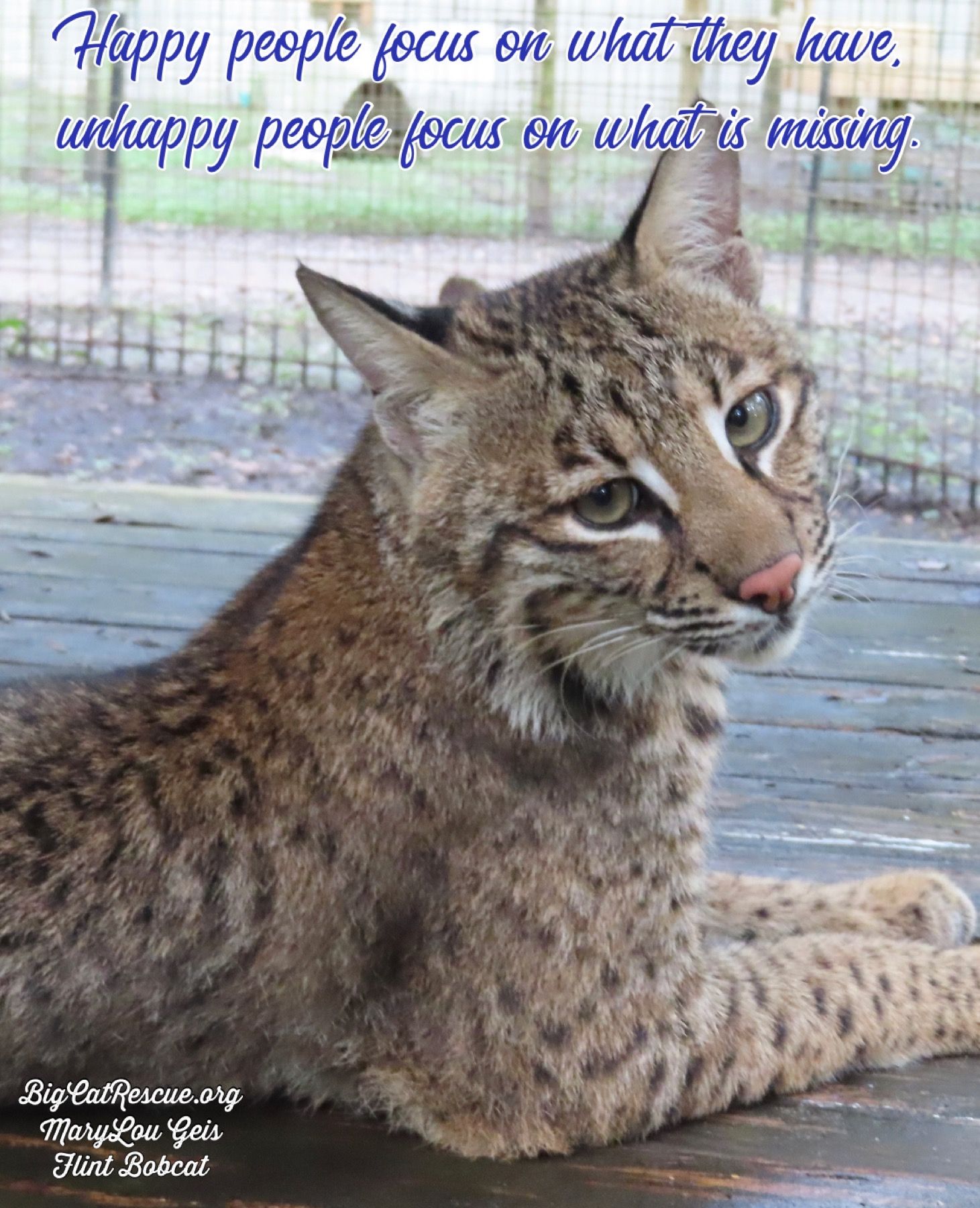 Big Cat Rescue On Twitter Happy People Focus On What They Have Unhappy People Focus On What Big Cat Rescue On Twitter Happy People Focus On What They Have Unhappy People Focus On What