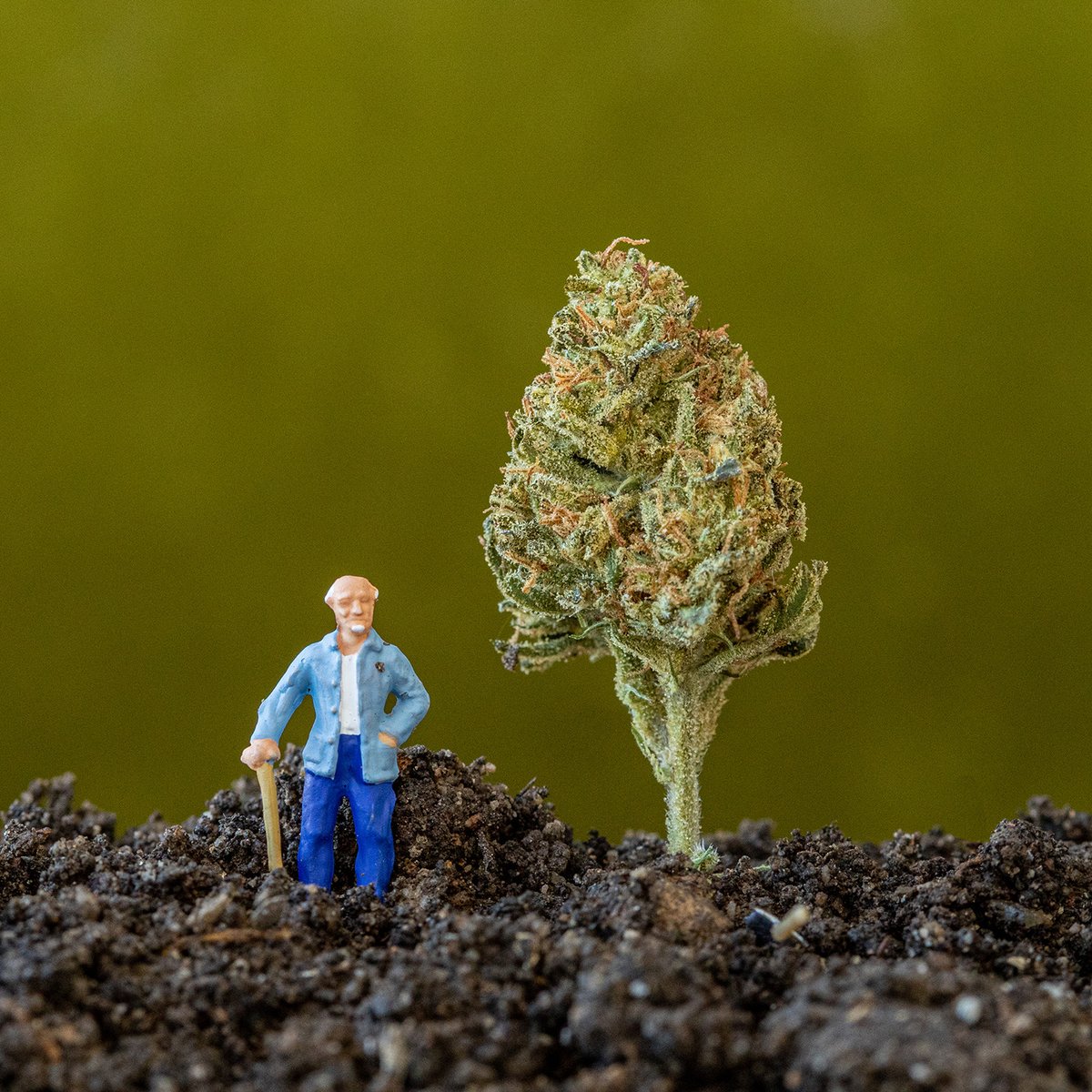 Heshs1913's tweet photo. Summertime in the hills of Humboldt, and the livin’s easy. 🌞💙🌱
#Heshs #Heshs1913 #Wednesday #Mood #ThePerfectPersonal #CaliforniaCannabis #Cannabis #CannabisCommunity https://t.co/T3jXSAPTAh