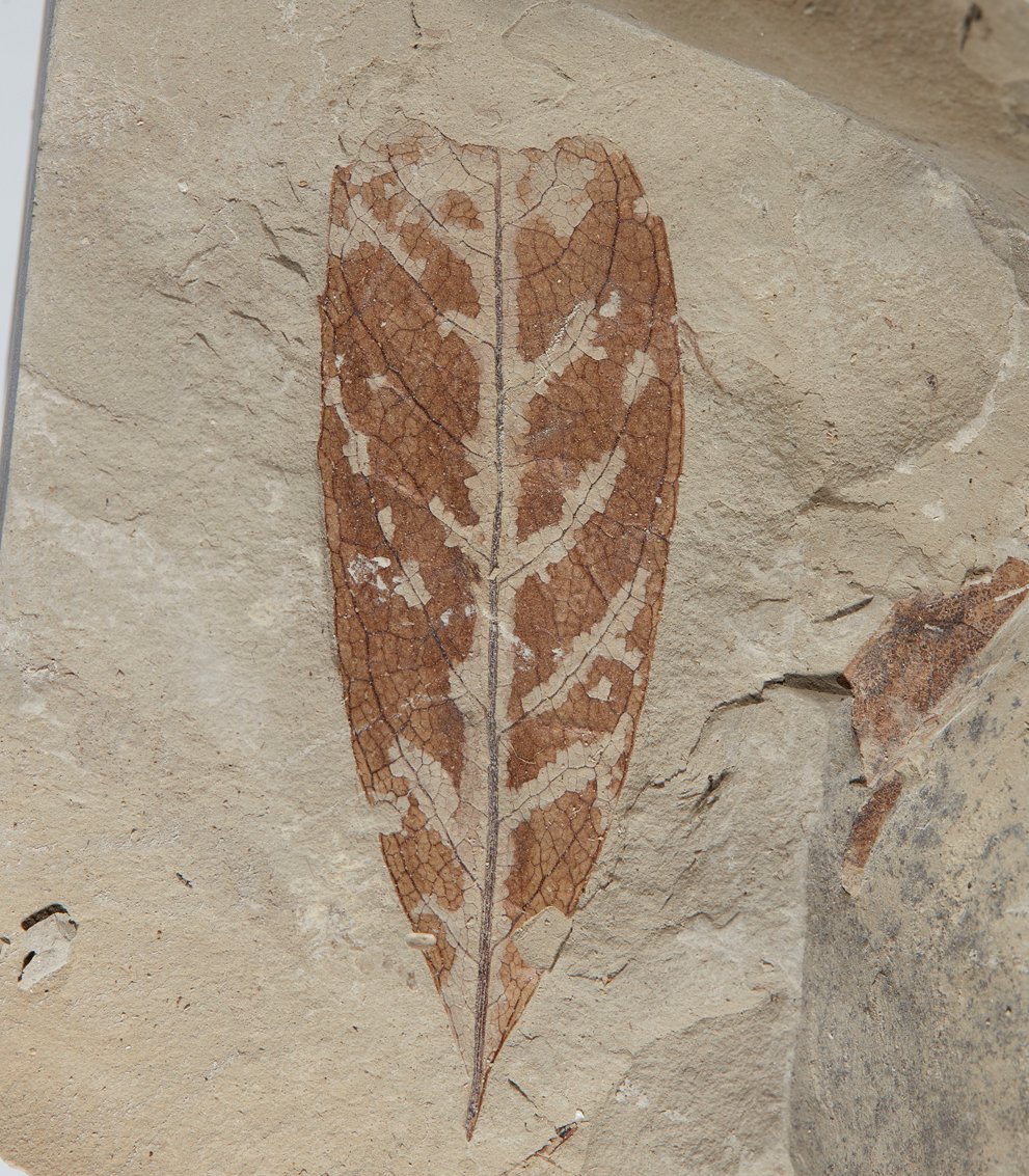 Caroline Strömberg tweet media