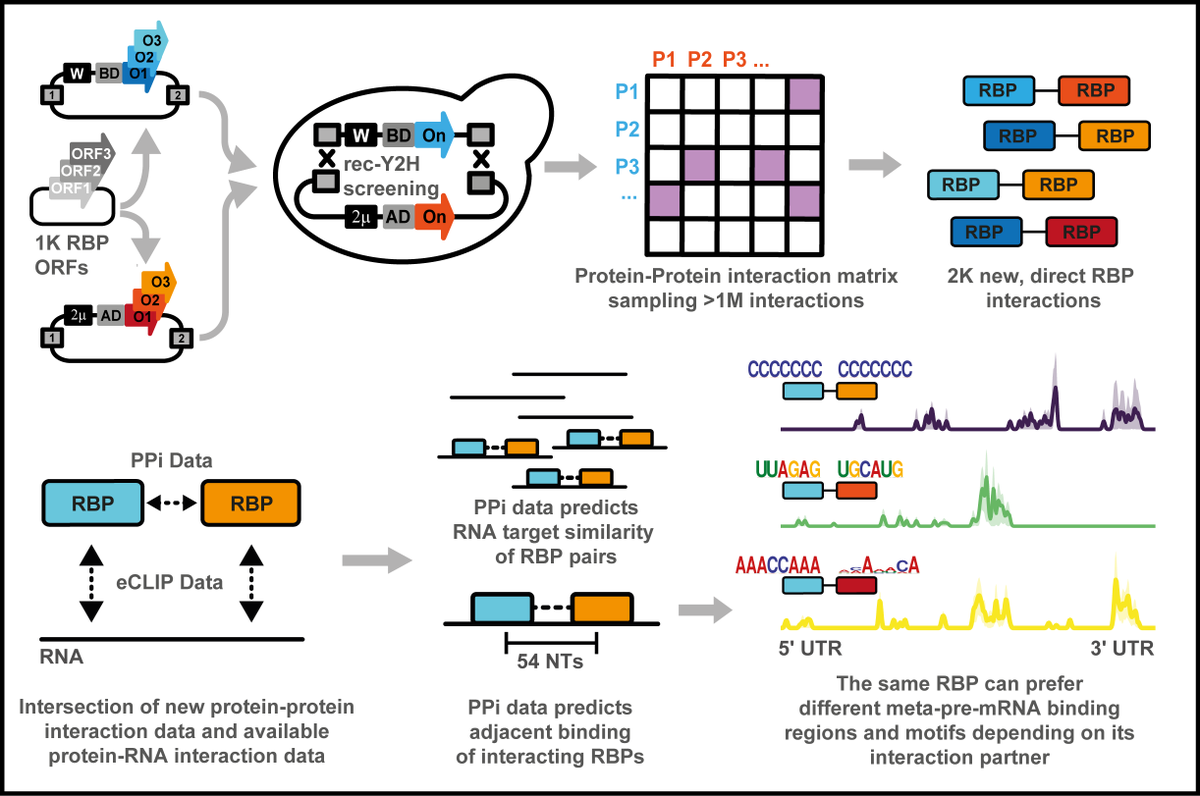 maurerLab's tweet photo. Interacting RBPs bind similar RNA sets at distances characteristic of known RBP complexes. The choice of the interaction partner of an RBP affects its #mRNA binding profile and motif preference, indicating that the combination of RBPs guides their function. https://t.co/WVPhjDPBUg