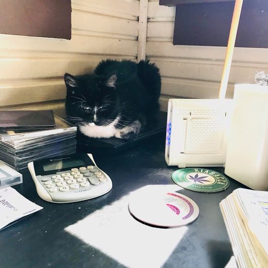 ProjektRecords's tweet photo. Projekt got a new piece of office machinery. Can you guess what it's function is?
#ProjektKitty #NovaKittty https://t.co/k79fgjrQnJ