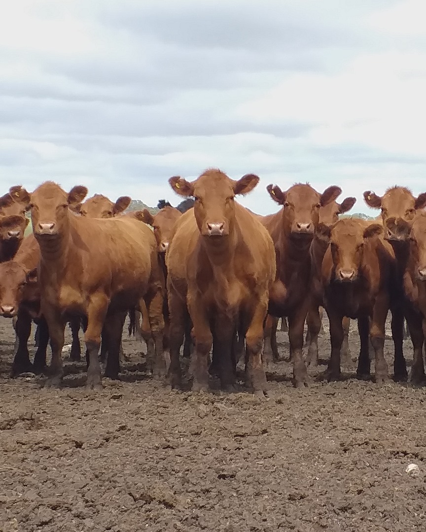 Timac Agro Argentina tweet media