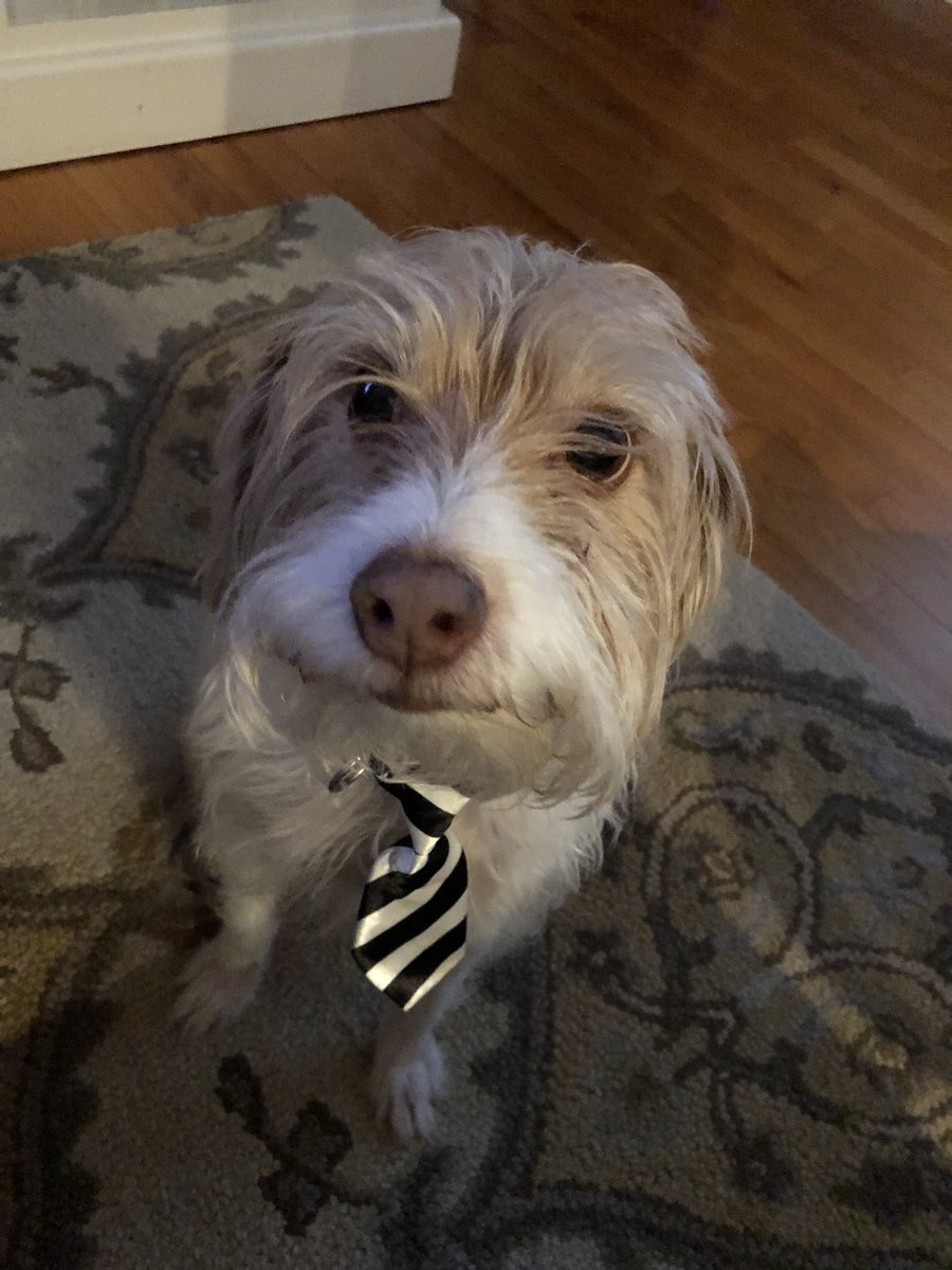 dwp810's tweet photo. Here is Shelton The Wonder Dog.  He is such a sweet and cool dog and we love him dearly  #Kennedogs https://t.co/BQuBOIR8Bm