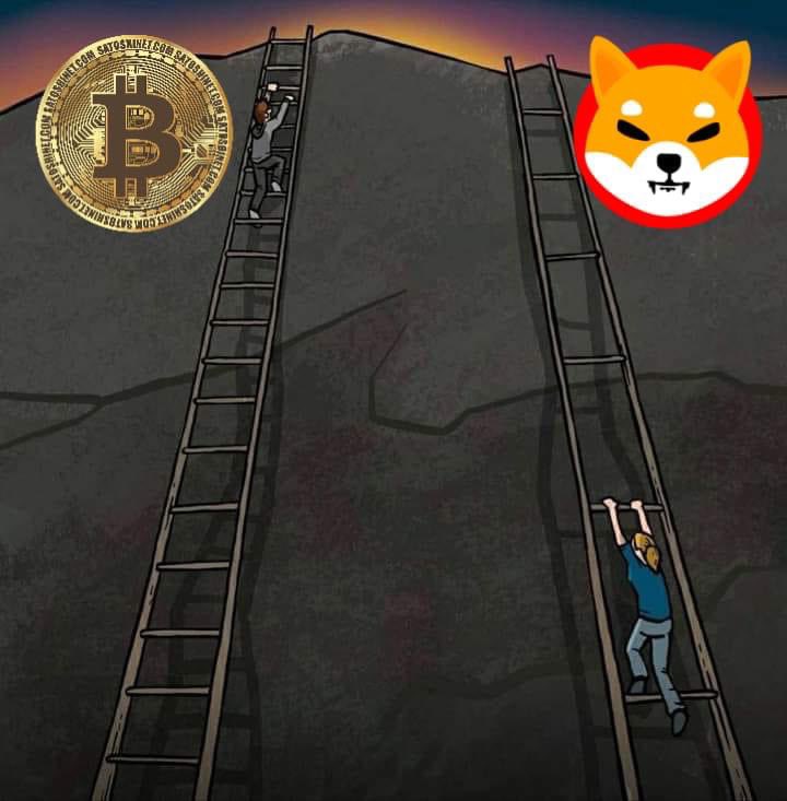 alhwright's tweet image. #shiba #SHIB #SHIBARMY