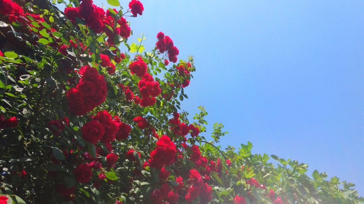 ft1Rose's tweet photo. ㅡ escape and breathe the air of new places 🍀 https://t.co/gFBt64hThi