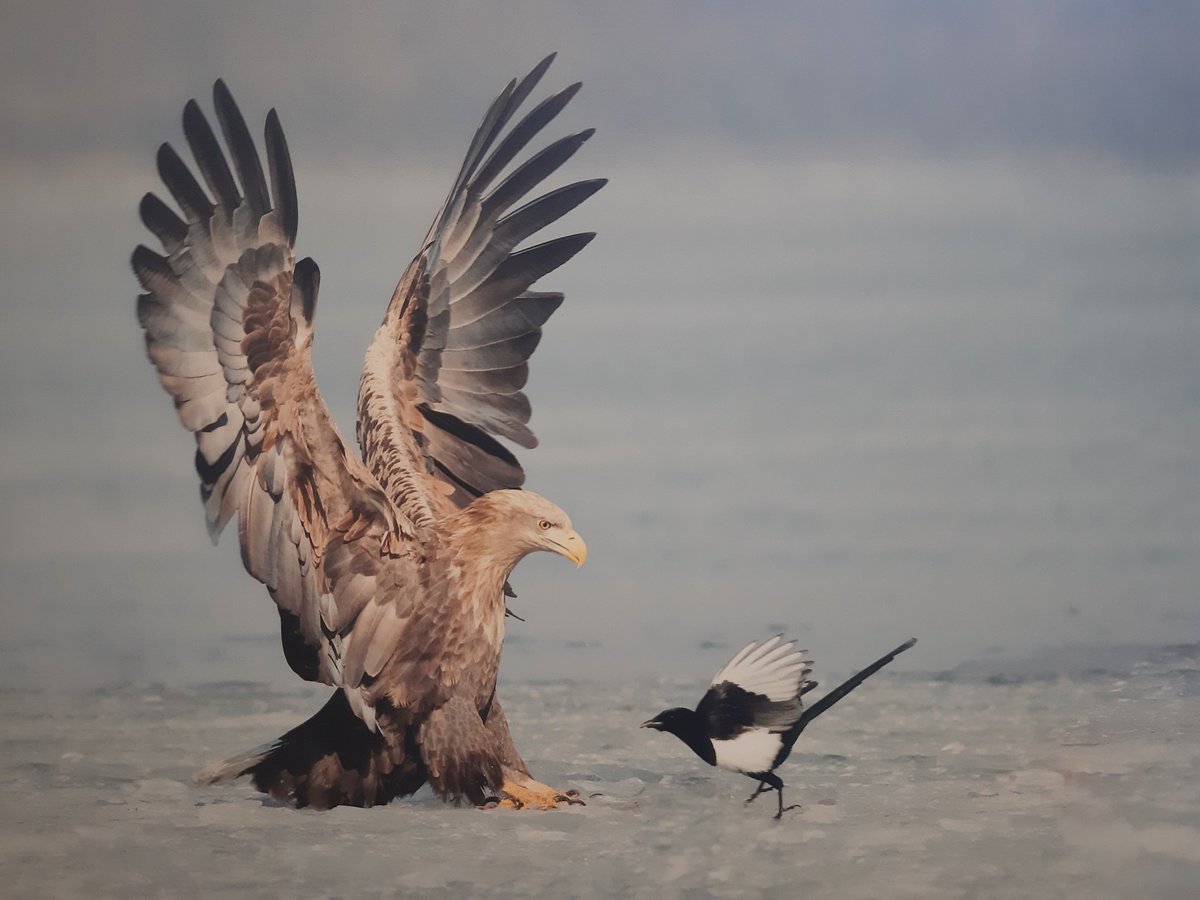 Včera byla ve Studijní a vědecké knihovně v Hradci Králové otevřena výstava Retrospektiva Czech Nature Photo. Přijďte se podívat a to do 31. 7. 2021.