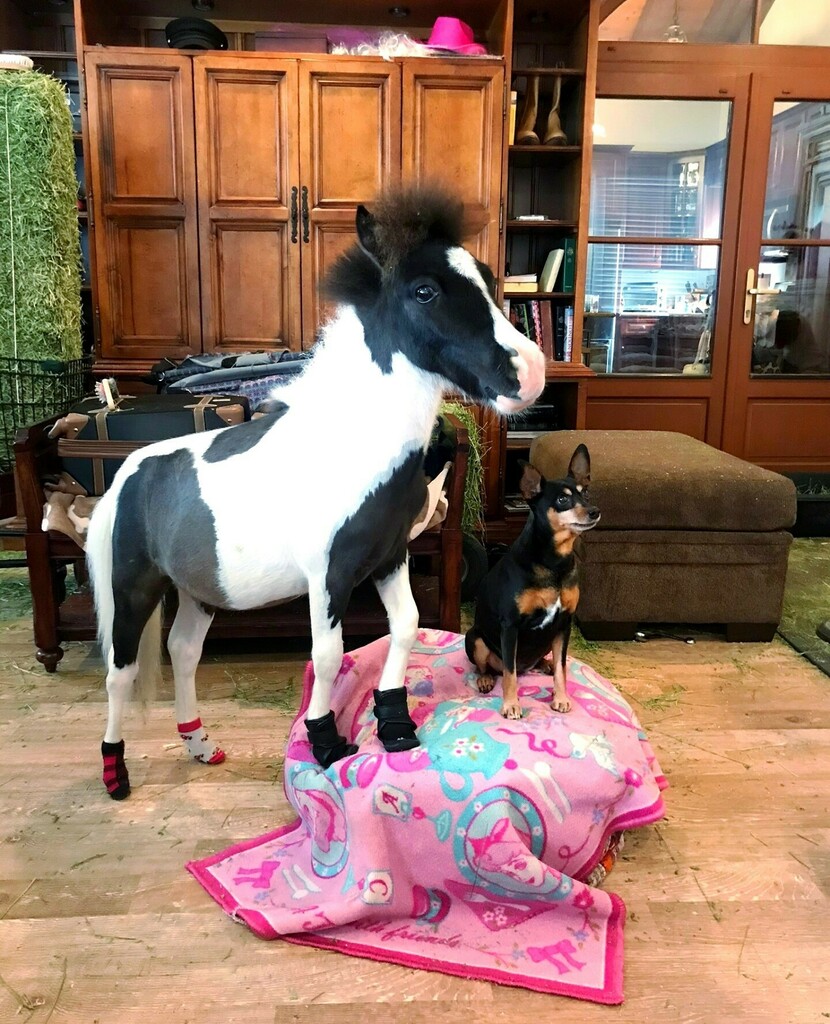 LocationConnect's tweet image. Emmy loves her min pin siblings! They love hanging out together and showing off❤️⁠
⁠
⁠
⁠
⁠
⁠
⁠
⁠
#minpin #minpinstagram #minpinlove #minpinsofinstagram #miniature #cuteanimal #animalfriends #animalfriendly #spoiledpets #animalfriend #animalfriend… instagr.am/p/CQMSjqRntTo/