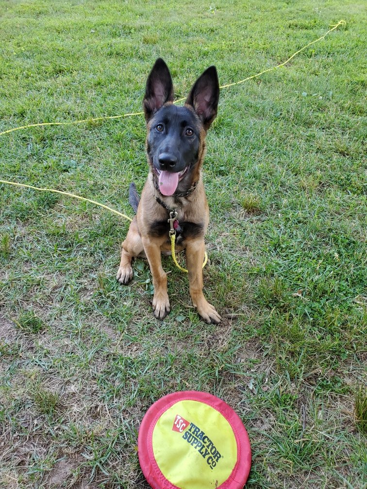 wherwegoin's tweet photo. @TractorSupply   Mila loves her Frisbee. 
#Malinois https://t.co/aA7DIe0UGE