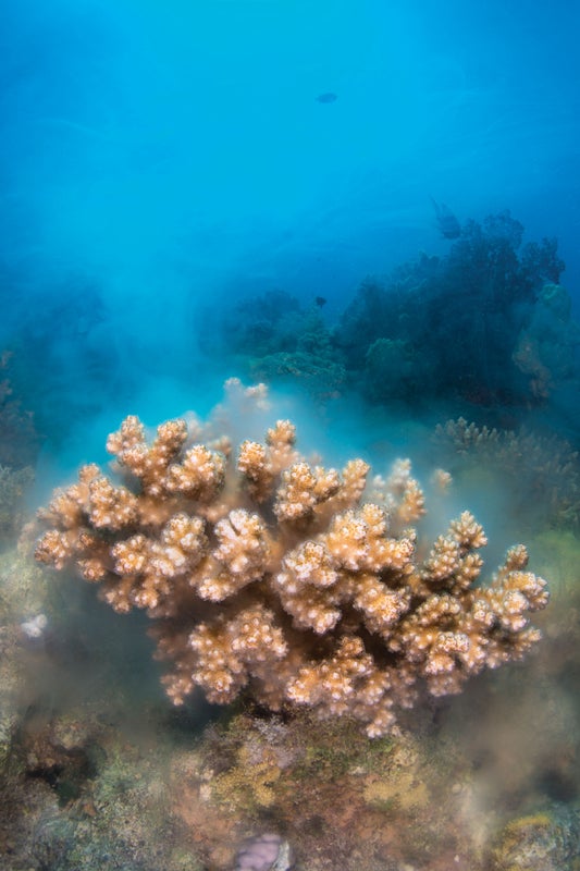 Revive & Restore (@revive_restore) on Twitter photo From the work at <a href="/cnidimmunitylab/">Traylor-Knowles Lab</a> — a new methodology for corals that provides "unparalleled visibility" into how coral cell types interact.
All Coral Cells Grown in a Dish for the First Time scientificamerican.com/article/all-co… via <a href="/sciam/">Scientific American</a> From the work at <a href="/cnidimmunitylab/">Traylor-Knowles Lab</a> — a new methodology for corals that provides "unparalleled visibility" into how coral cell types interact.
All Coral Cells Grown in a Dish for the First Time scientificamerican.com/article/all-co… via <a href="/sciam/">Scientific American</a>