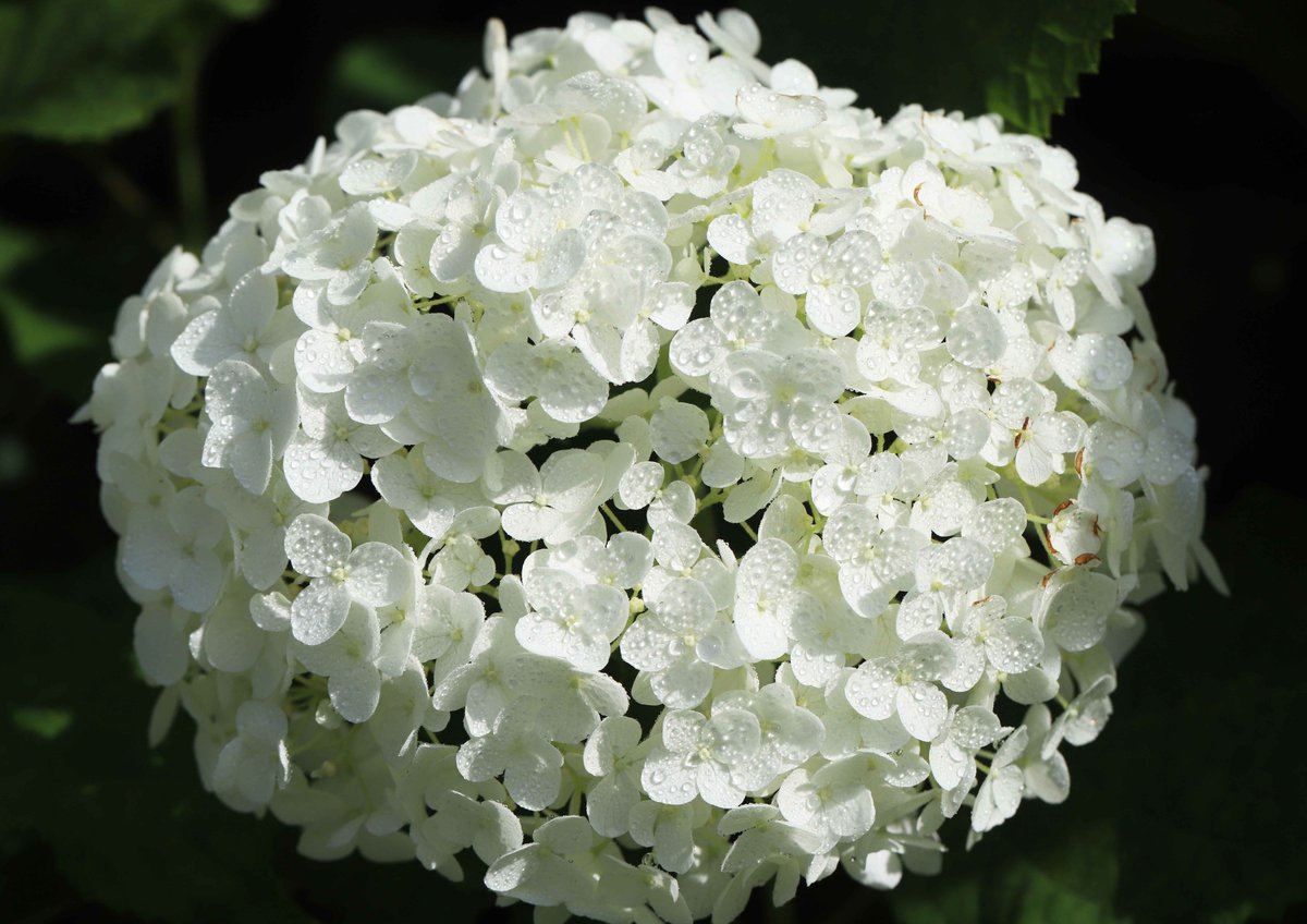 片柳弘史 教会の花壇に咲いた 純白の紫陽花アナベル 花びらの上で水玉がきらきら輝き まるで王女さまのような美しさです