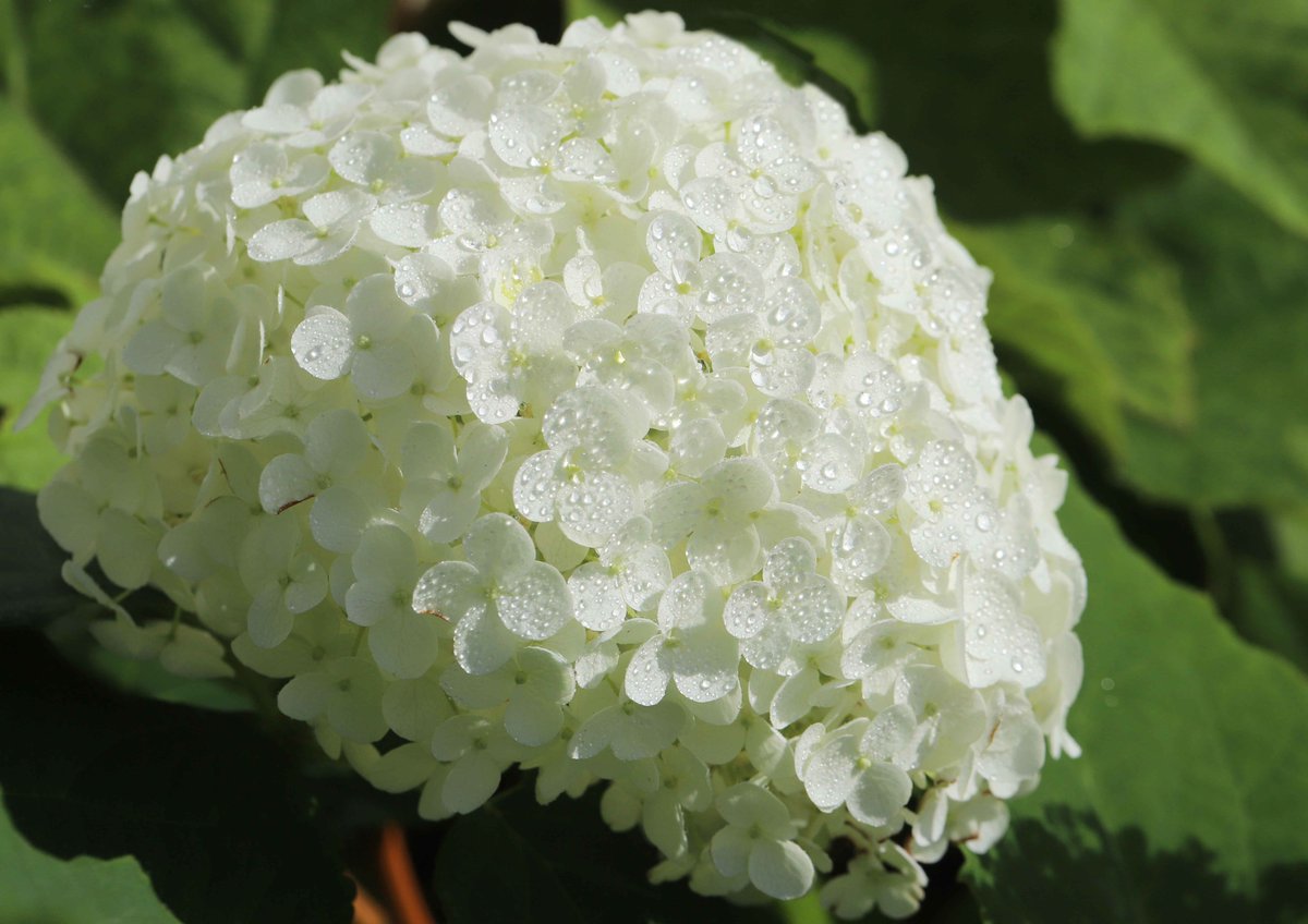片柳弘史 教会の花壇に咲いた 純白の紫陽花アナベル 花びらの上で水玉がきらきら輝き まるで王女さまのような美しさです