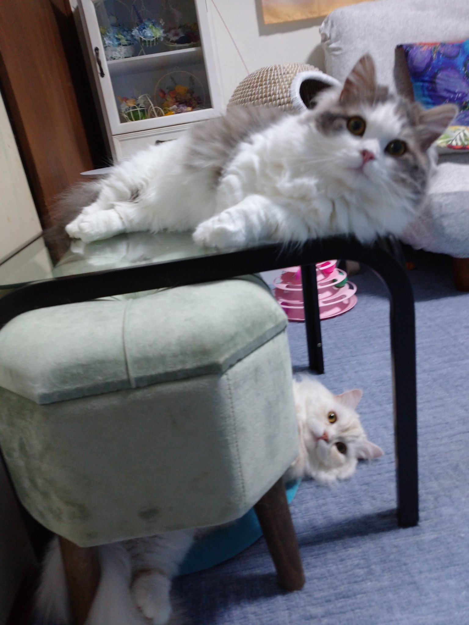 猫の上下関係 Twitter Search Twitter