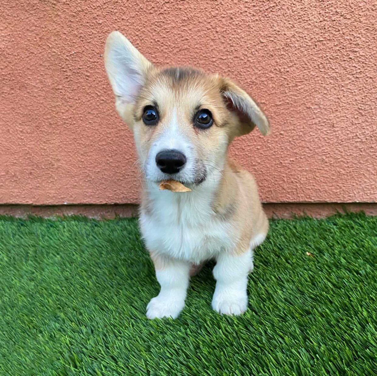 dog_rates's tweet photo. This is Boshi. It took a little while, but he finally learned how to activate both his ears at the same time. 13/10 I love him #EarsToVets @Trupanion https://t.co/zpQUkodL90