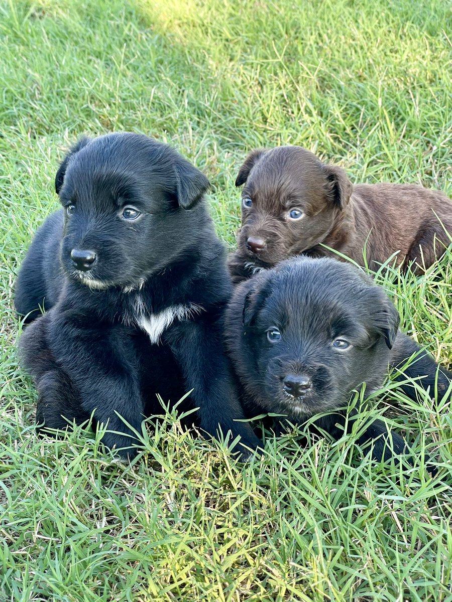 b_reezy21's tweet photo. The 4 sweetest babies left https://t.co/zZf4lKwLY5