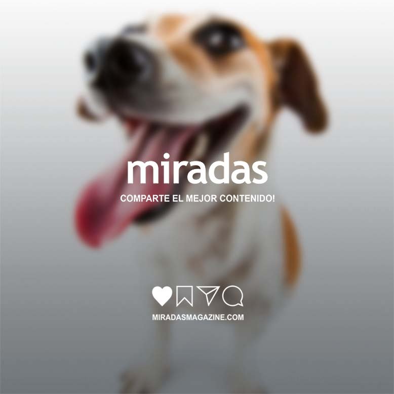 MiradasMagazine's tweet photo. Los perros saben reírse y podemos distinguir cuándo lo hacen

https://t.co/3DwNh0nbt0 https://t.co/9vud5dr8Df