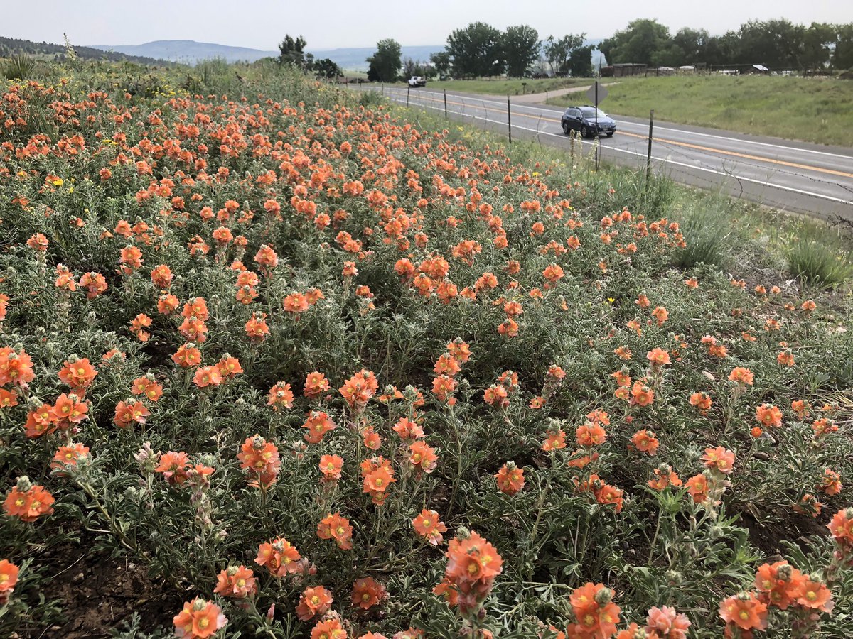DerekJSebastian's tweet photo. Seeing the diversity in our front range rangelands has always been amazing to me.  These are a few shots from #cheatgrass restoration projects showing how we can continue to “rejuvenate” the west with #Rejuvra https://t.co/8E1QubACK6