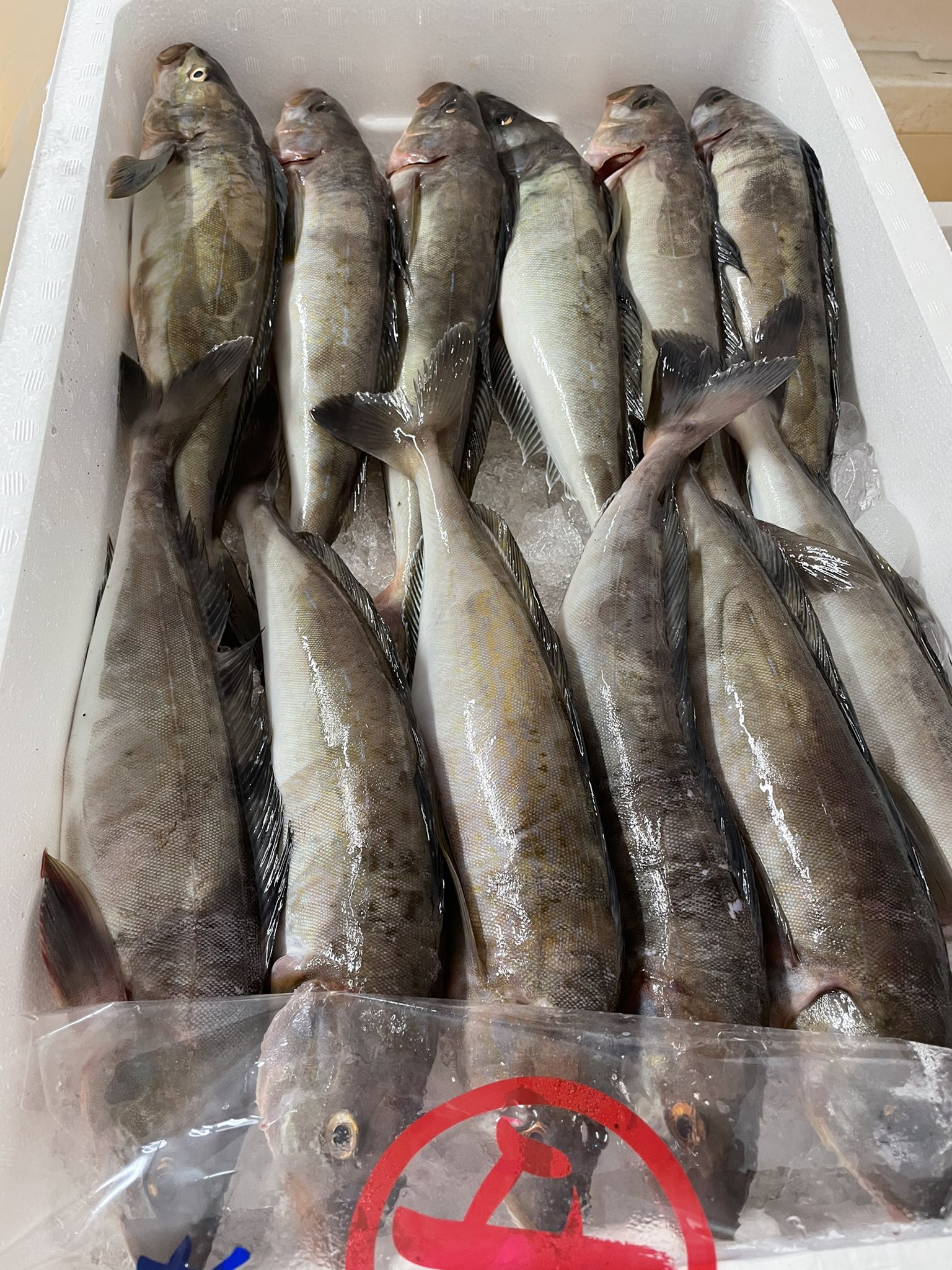 まるひろ伊藤水産 おはようございます 本日オススメは生ほっけ 真ツブ 生ホタテ柱 甘エビ塩茹 ゆでたこ 干物はホッケ 宗八 真ソイ おいらん お刺身は生マグロ他色々あります 天気悪いですがお待ちしております 登別 室蘭 魚屋 刺身 干物