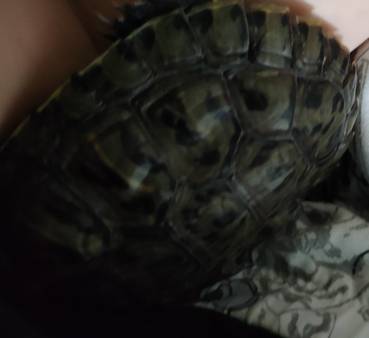 comk uykucu bi kaplusum