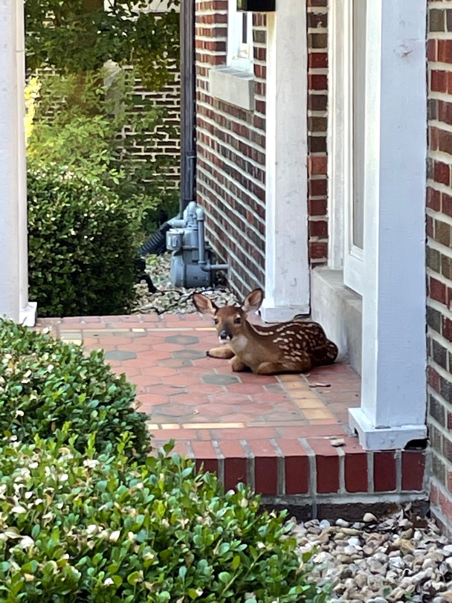 Look who took a break from the heat on our front porch