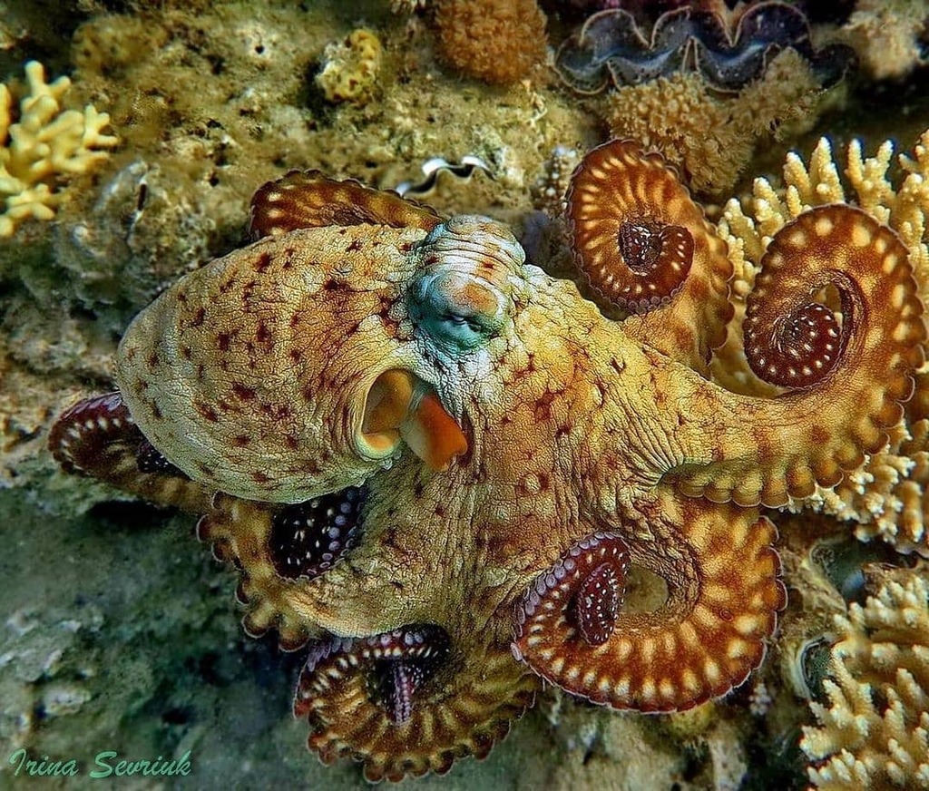 7SEASjewelrycom's tweet photo. 🍁 Stunning fall colors on this Octopus Cyanea AKA Day Octopus 
.
🔍 The fastest way to identify this species is by looking at the dark oval false eye spots with no iridescent ring just beneath their eyes 🔴 Can you spot the tear drop just under the oct… https://t.co/UMwgjwC3vP https://t.co/zEbqvjvz4G