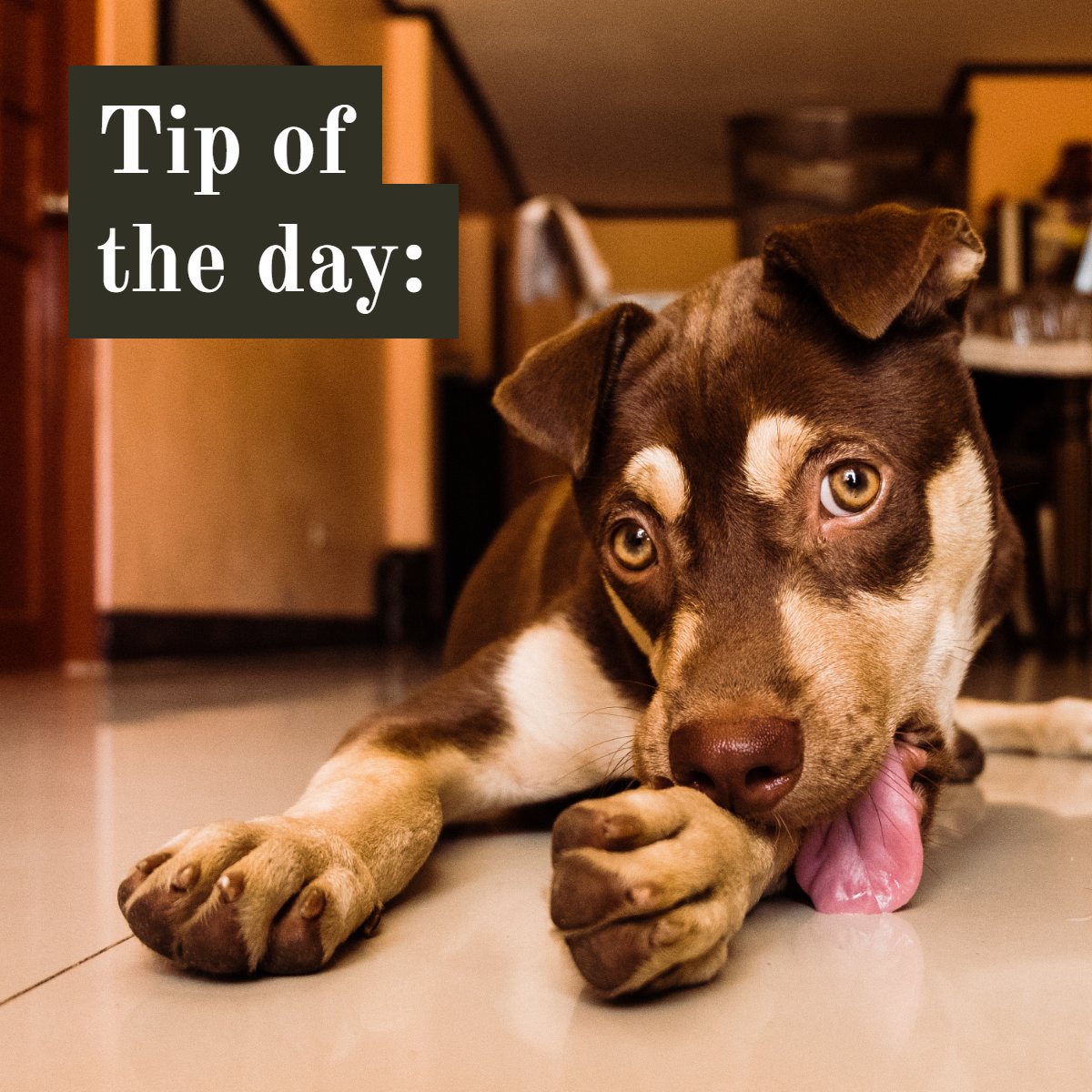 Is It Ok To Bathe A Puppy At Night