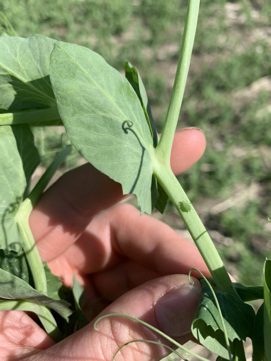 Will south winds bring higher pea aphid populations this year?? #crystalballagronomy