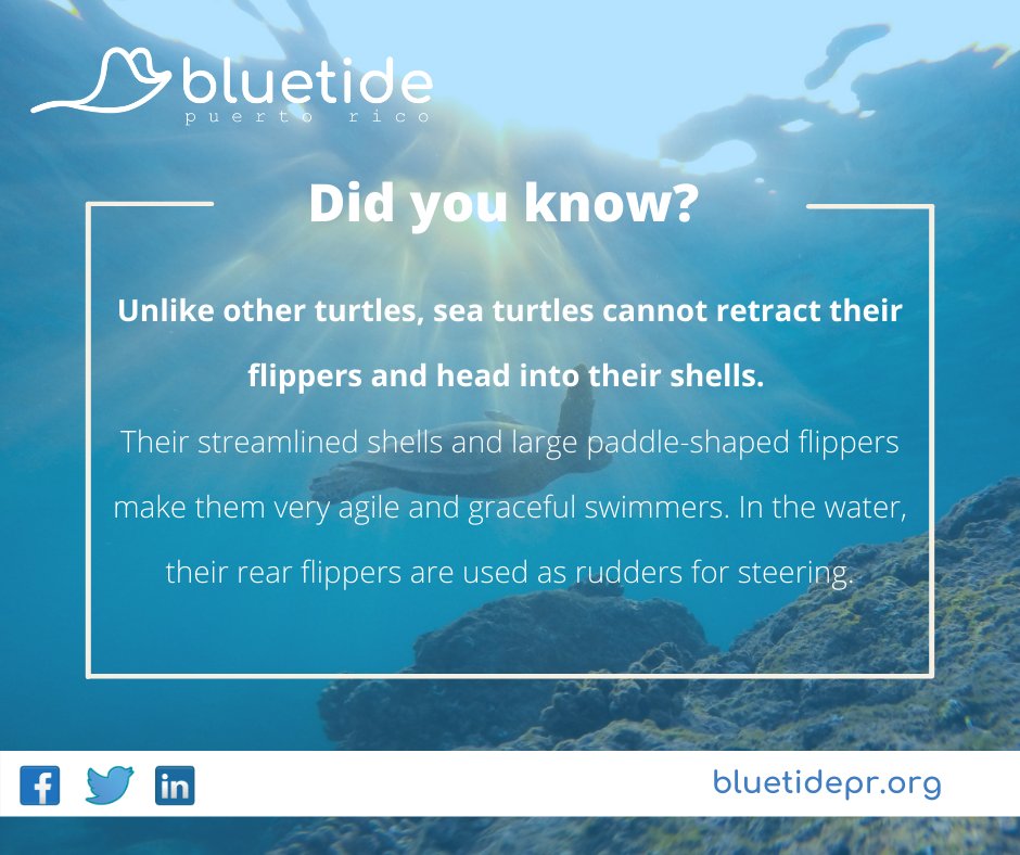 bluetidepr's tweet photo. Did you know? #WorldSeaTurtleDay #BluetidePuertoRico #BlueEconomy #BluetideCaribbean https://t.co/oLjsLWvsG7