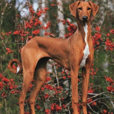 Борзая азавак. Хортая борзая собака. Азавак (африканская гончая. Азавак левретка. Тонка собака.