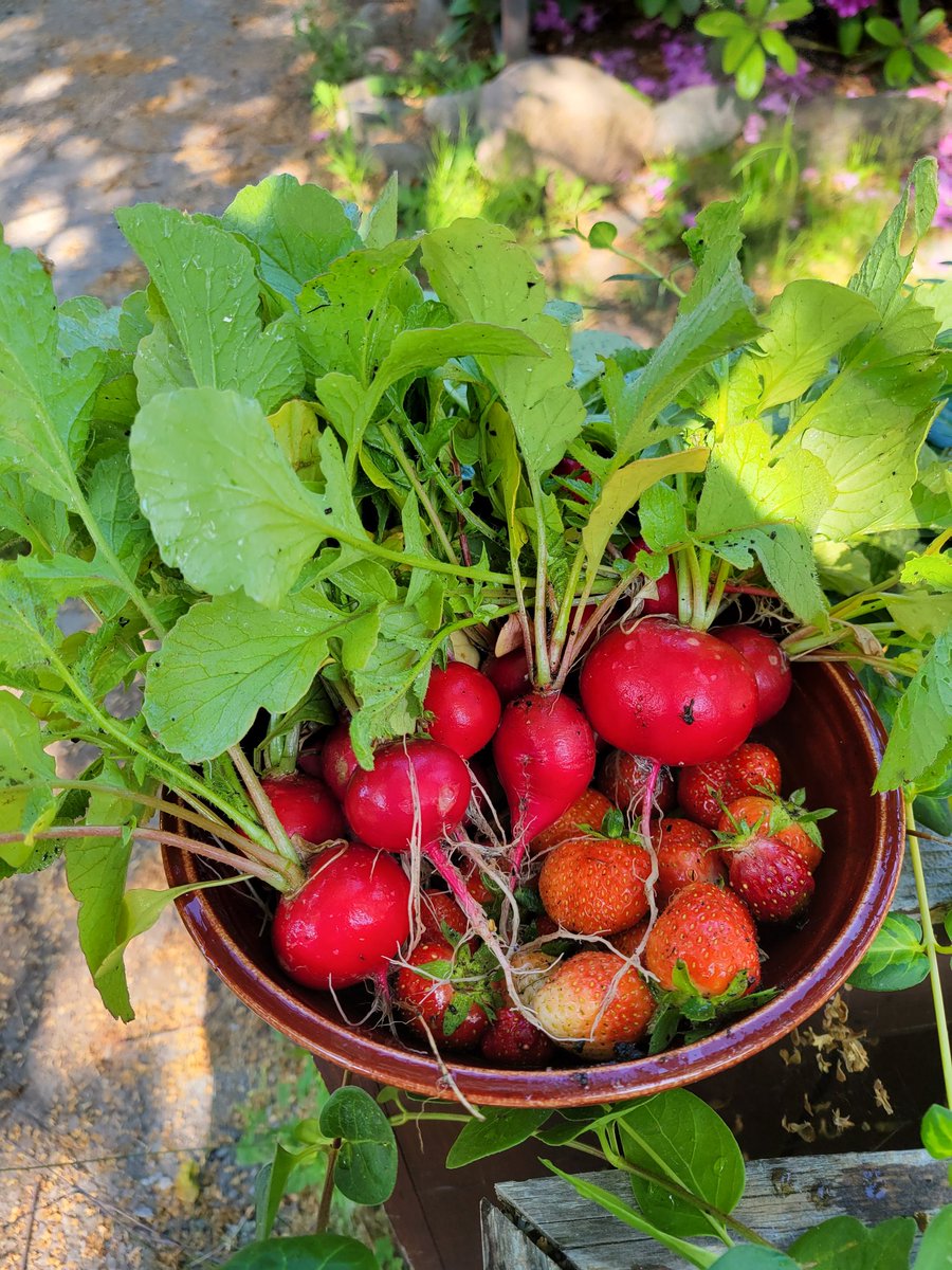 ALarsonAHS's tweet image. Farm to Table's first harvest this trimester!