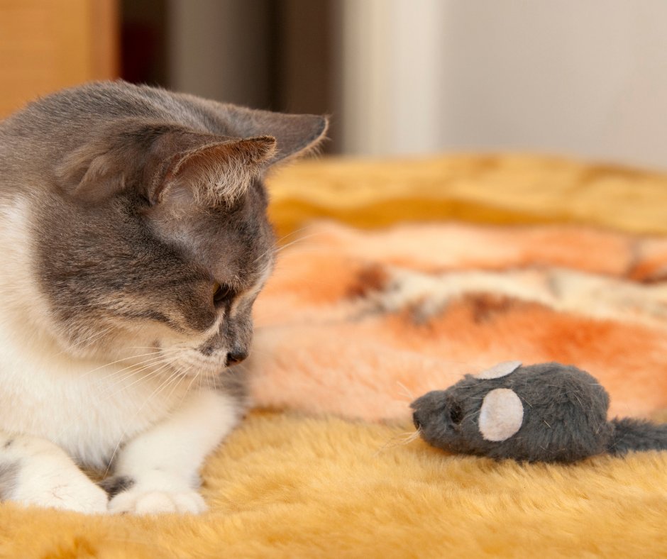 Pet_Anjo's tweet photo. Seu gatinho já te trouxe um presente inusitado como um ratinho, insetos ou pássaros mortos? Sabia que isso pode ser um sinal que ele te ama? 👀 Confira: https://t.co/jvaWghhmbN https://t.co/HZK4ntZGCb