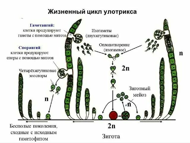 Формирование диплоидных гамет. Цикл воспроизведения улотрикса. Схема размножения улотрикса. Жизненный цикл улотрикса схема. Жизненный цикл водорослей улотрикс.