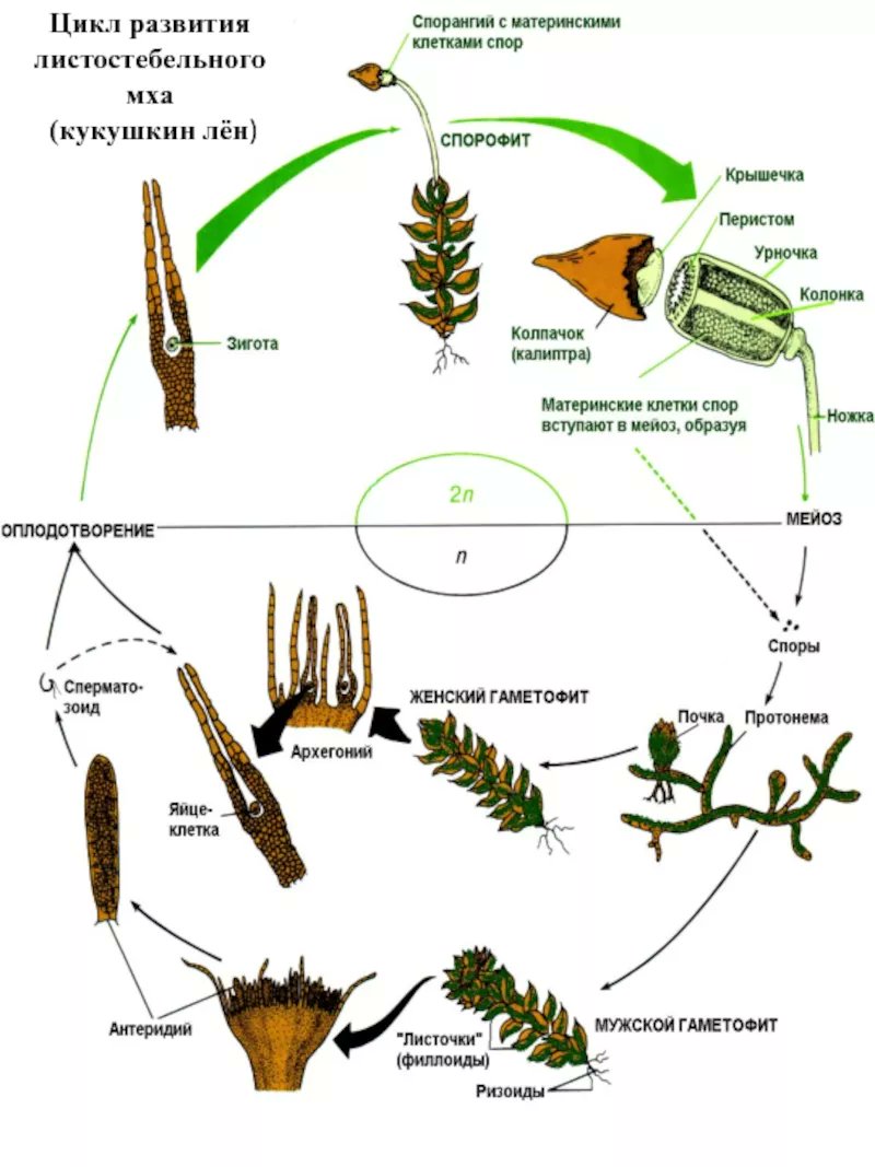Имеет спорангии мхи. Цикл развития листостебельных мхов схема. Цикл Кукушкина льна схема ЕГЭ. Жизненный цикл мха Кукушкин лен схема ЕГЭ. Циклы развития растений гаметофит спорофит.