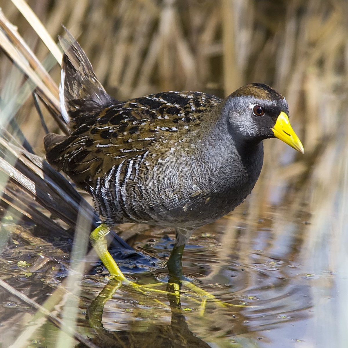 Ubermoogle's tweet image. 10/14
Sora are a bird that's often heard but not seen. I absolutely need to spend some time photographing them well. This was taken all the way back in 2015!
#SORA  #PentaxK5 #Sigma150500 #Bird_Photography #Birding #Your_Best_Birds