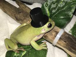 WhenLikes's tweet photo. @yakkity1 I'm sorry bro, have some cute frog pictures to make you feel better https://t.co/wnbGVMdotO