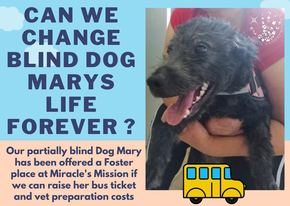 siriusanimalre1's tweet image. Imagine only being able to see shadows… that’s what life is like for MARY 🐶. Please help us raise the funds needed to transport her into foster with our friends at @MiriMission who will then find her a specialised home 🏡 

paypal.com/paypalme/siriu… Reference : Mary