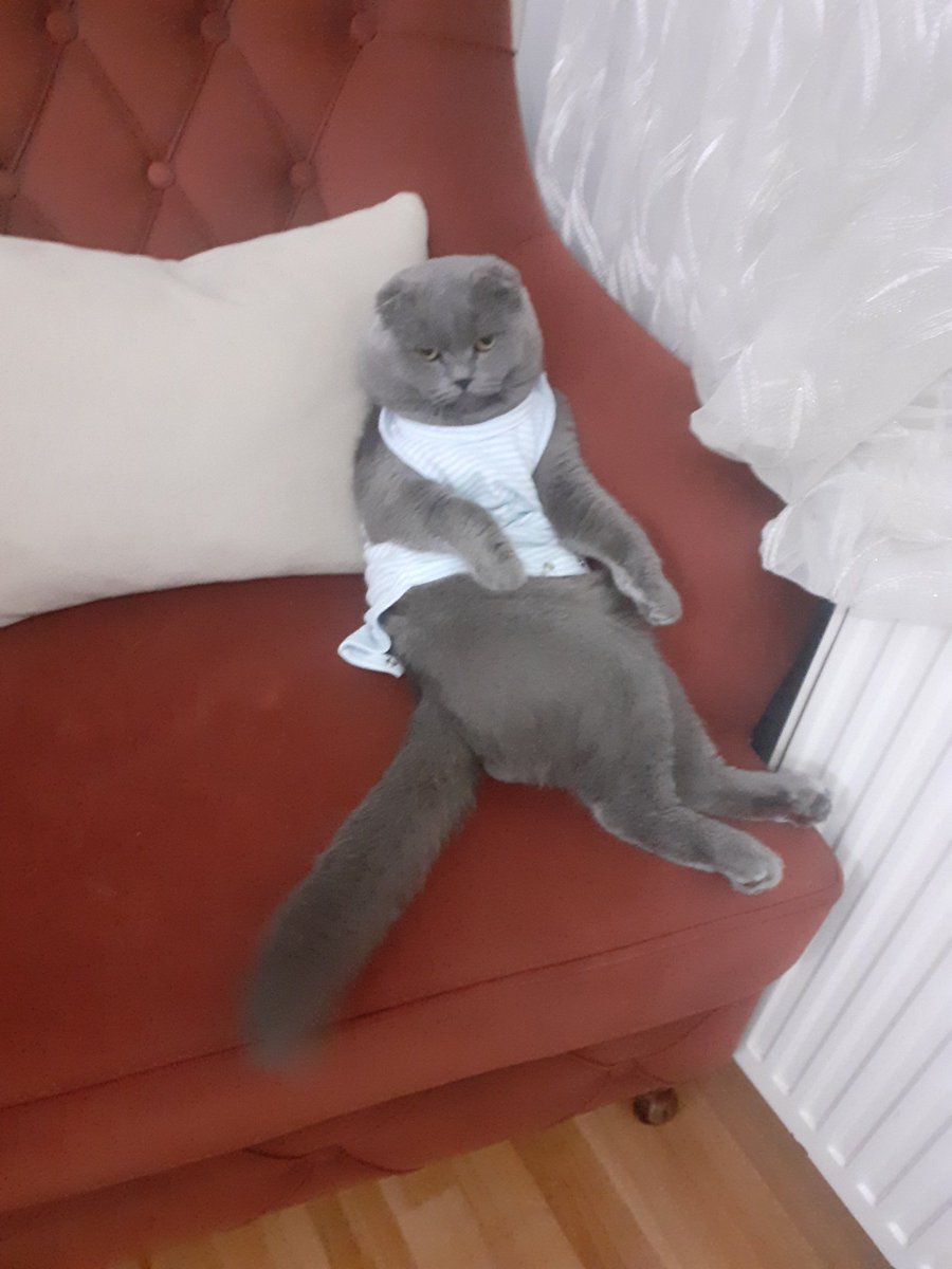 mgchnl's tweet photo. Herkeze İyi Geceler :) #kedi #komik #kral #mggamechannel #tom #tatlı https://t.co/HPIR7WfmyY
