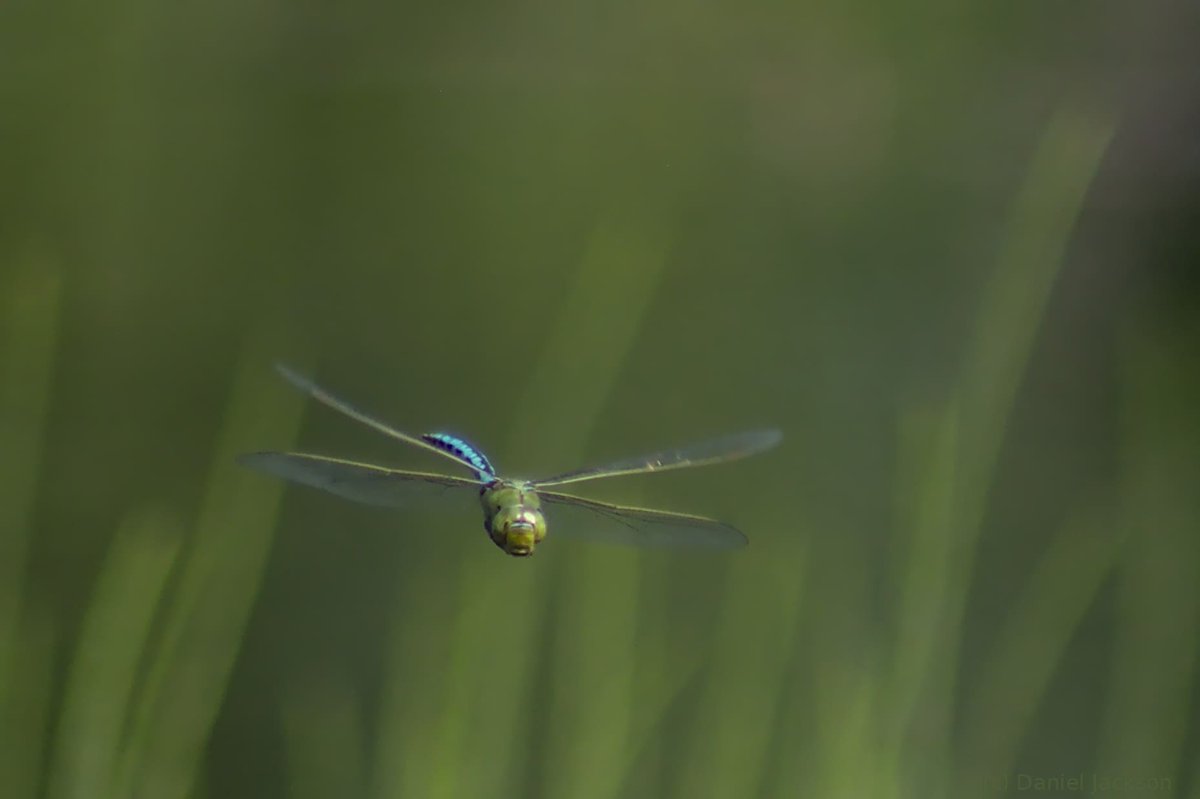 DanielJ54476277's tweet photo. #blueemperor #dragonfly #NaturePhotography #naturelovers #WildlifeWednesday #wildlifephotography #pembrokeshire #StonesCottages @BDSdragonflies https://t.co/VWQsZjUvr2